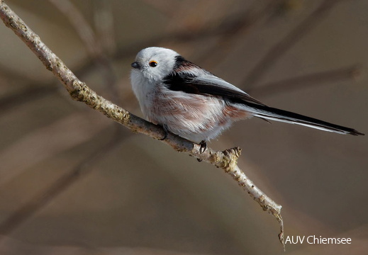 Schwanzmeise - Altvogel