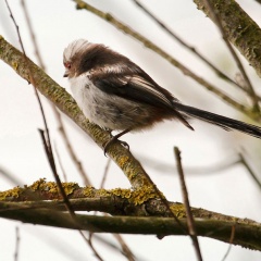 Schwanzmeise - Jungvogel  ...