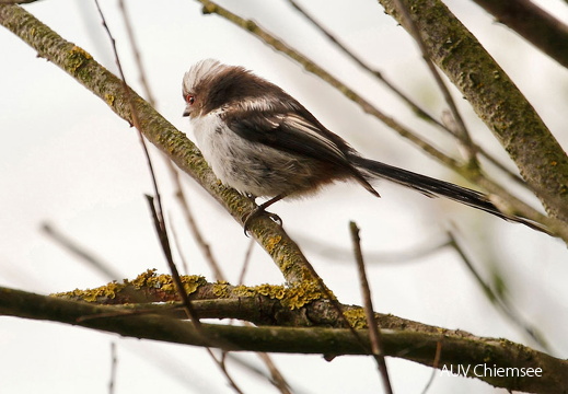 Schwanzmeise - Jungvogel  ...
