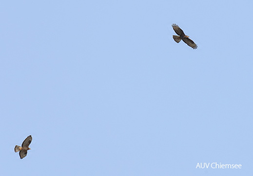 Wespenbussard