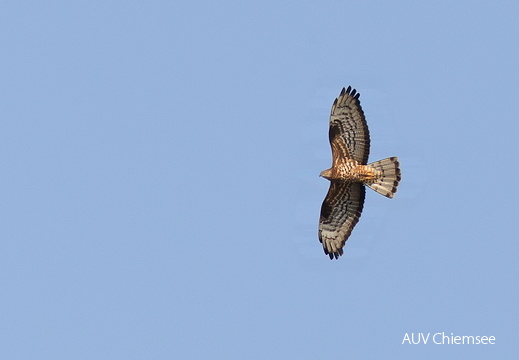 Wespenbussard
