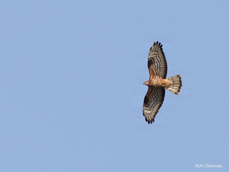 Wespenbussard