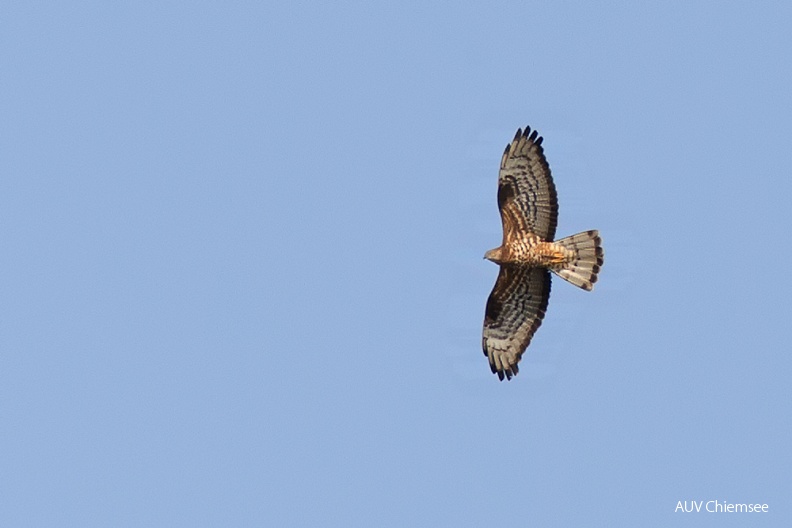 AktNatBeo-120701-js-wespenbussard_HB_01072012_JS_D3_3766.jpg