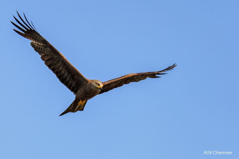 AktNatBeo-120701-js-schwarzmilan_HB_01072012_JS_D3_3721.jpg