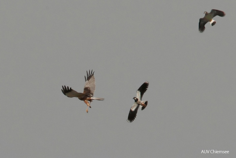 AktNatBeo-120704-mm-Rohrweihe___Kiebitz_042_die_Vertreibung_Manitz.jpg