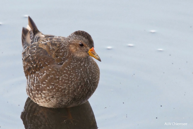 AktNatBeo-120704-mm-Tuepfelsumpfhuhn_041_Manitz.jpg