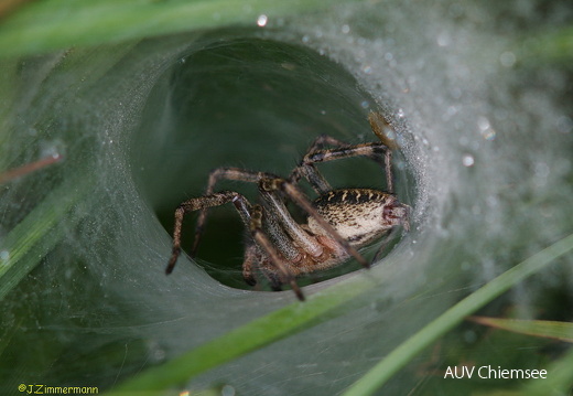 Trichterspinne  ...