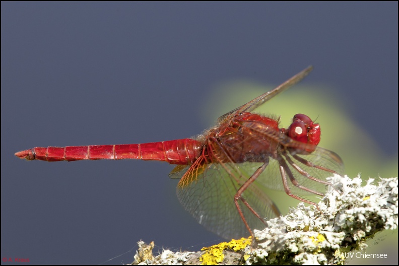 <i>(Crocothemis erythraea)</i><br />
<a href="http://www.chiemseeagenda.de/artikel.php?id=4&sub_id=72&artikel_id=1156&popup=1" target="_blank"><u>mit einem <i><b>Mausklick!</b></i> <br />
zum Tagebucheintrag mit weiteren Fotos</u></a><br />am Bansee in der Nähe von Pavolding / 8.07.2012<br />
Foto: Alexander Kraus AktNatBeo-120708-ka-Feuerlibelle.jpg