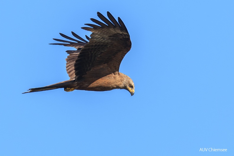 AktNatBeo-120708-js-schwarzmilan_HB_JS_D3_4033.jpg