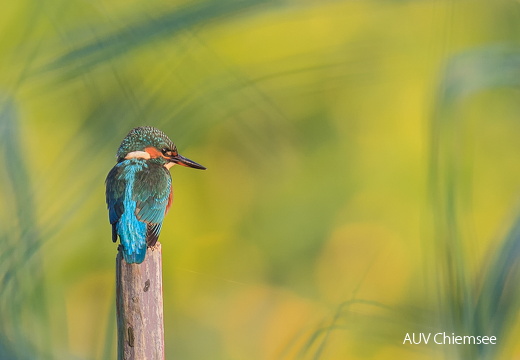 Eisvogel  ...