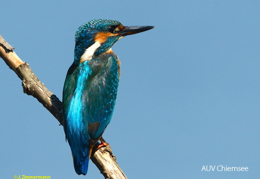 Eisvogel