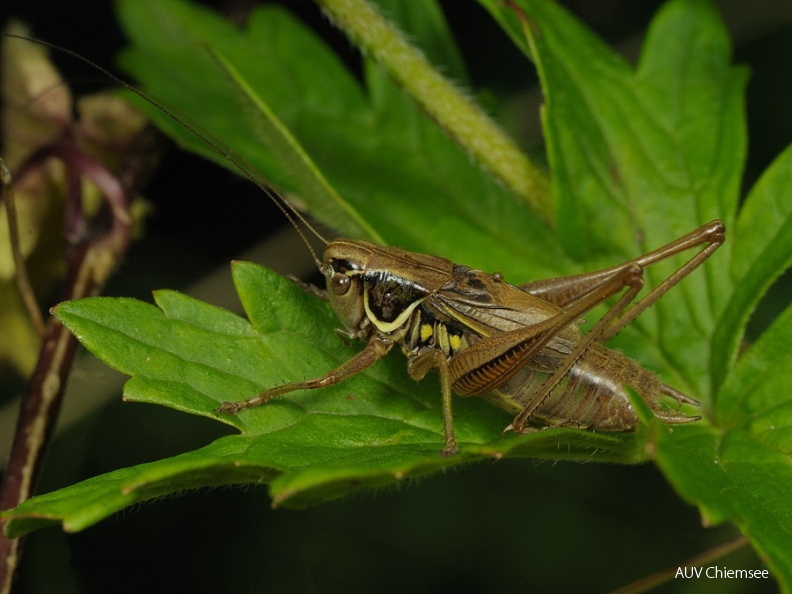 Grashüpfer <i>(Metrioptera roeseli)</i><br />
<a href="http://www.chiemseeagenda.de/artikel.php?id=4&sub_id=72&artikel_id=1163&popup=1" target="_blank"><u>mit einem <i><b>Mausklick!</b></i> <br />
zum Tagebucheintrag mit weiteren Fotos</u></a><br />Umgebung von Prien / Mitte Juli 2012<br />
Foto: Johann Zimmermann AktNatBeo-120744-jz-Roesels_Beissschrecke__Metrioptera_roeseli__JZI_7656.jpg