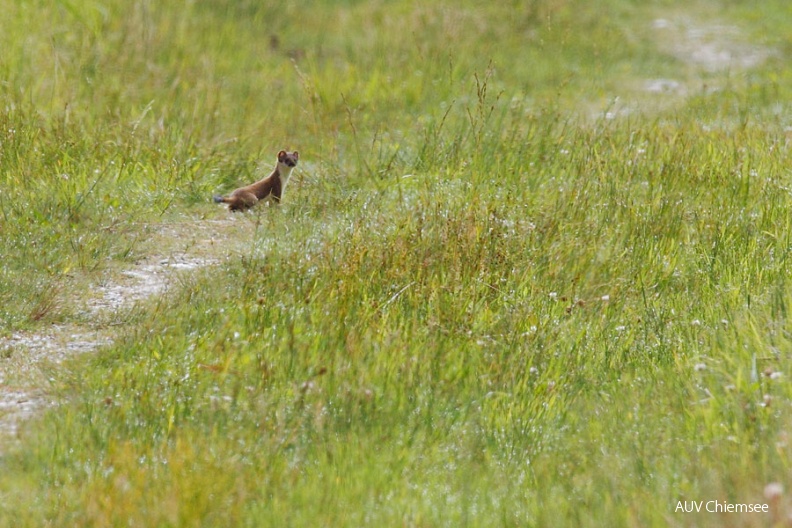 AktNatBeo-120726-mm-Hermelin_Manitz.jpg