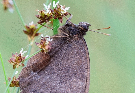 blauäugiger Waldportier
