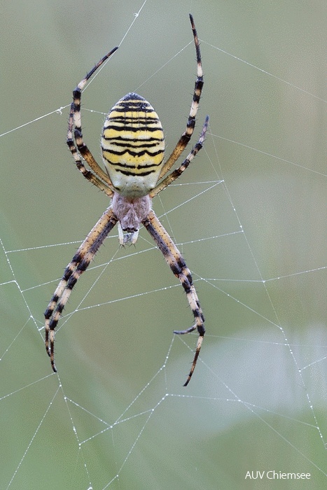 Zebraspinne