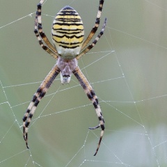 Zebraspinne