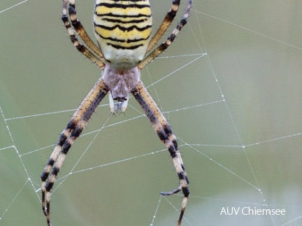 Zebraspinne