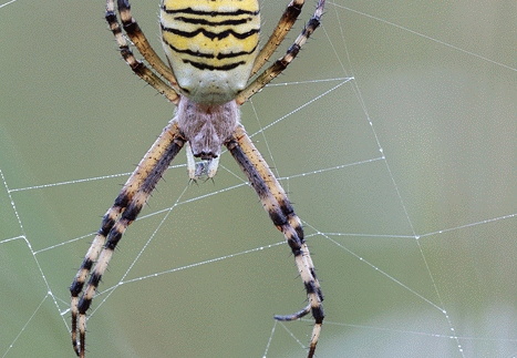 Zebraspinne