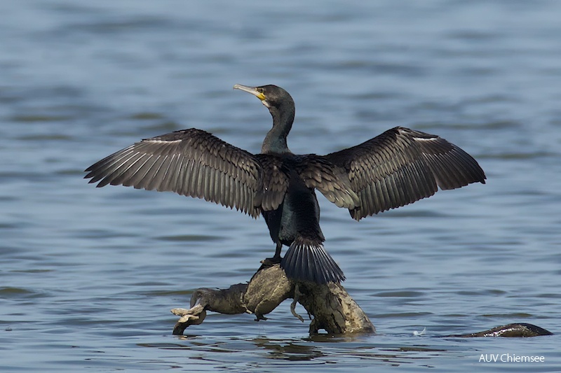 Kormoran  ...