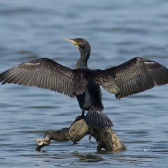 Kormoran  ...