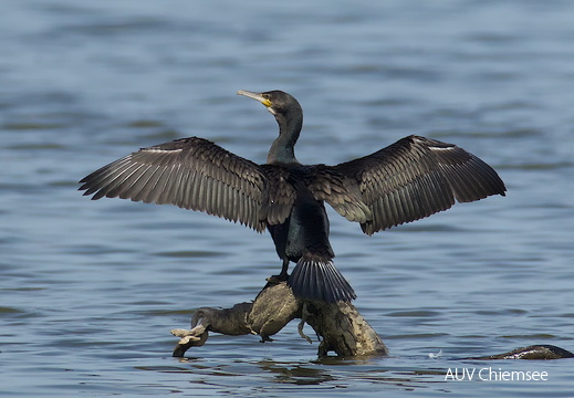 Kormoran  ...