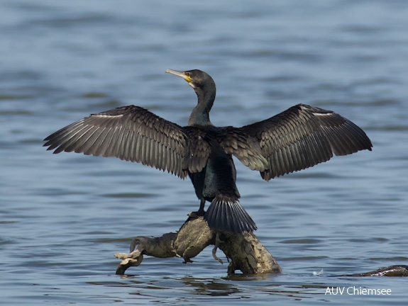 Kormoran  ...