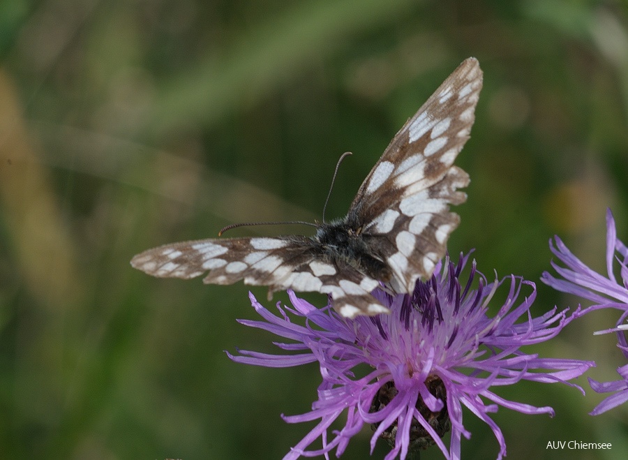 Schachbrettfalter