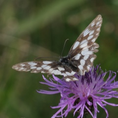 Schachbrettfalter