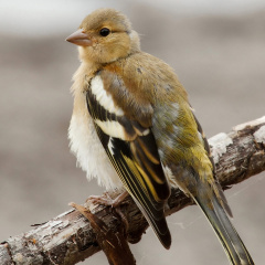 Buchfink - Weibchen