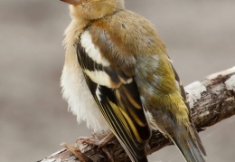 Buchfink - Weibchen