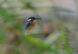 AktNatBeo-120902-jz-Eisvogel_HB_JZI_6635