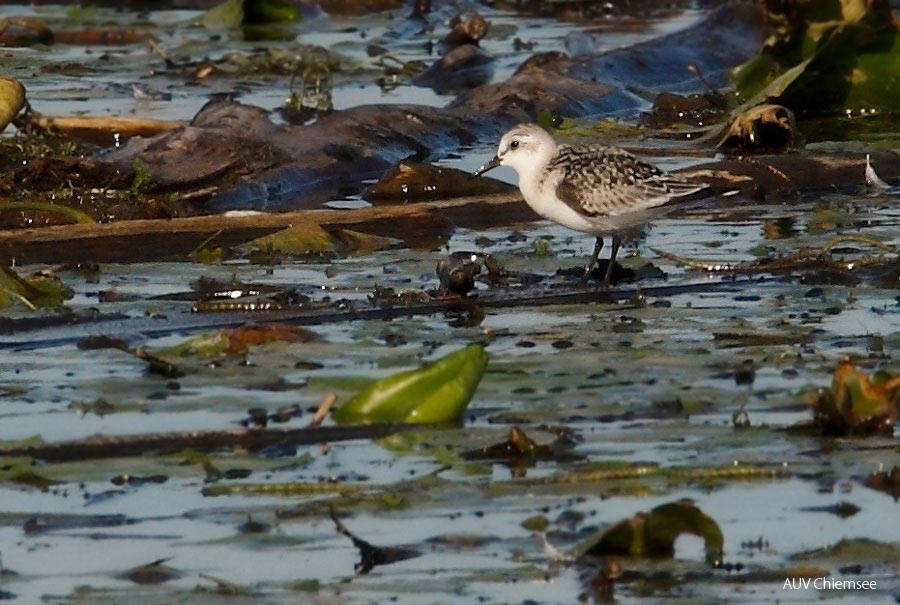 Sanderling  ...