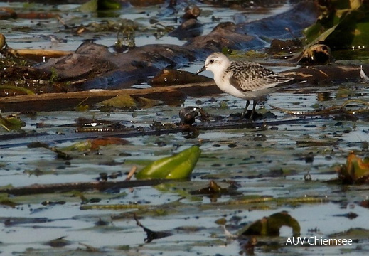 Sanderling  ...