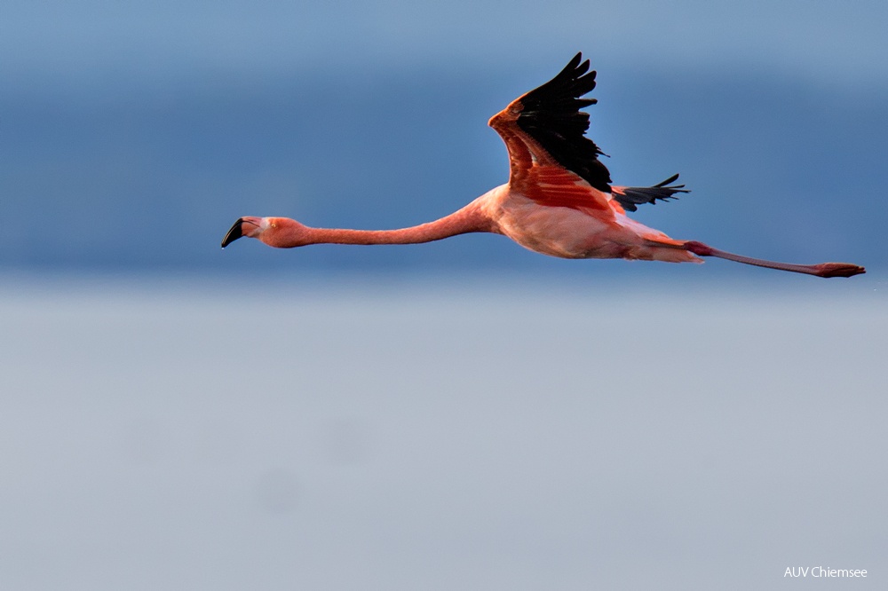 Flamingo