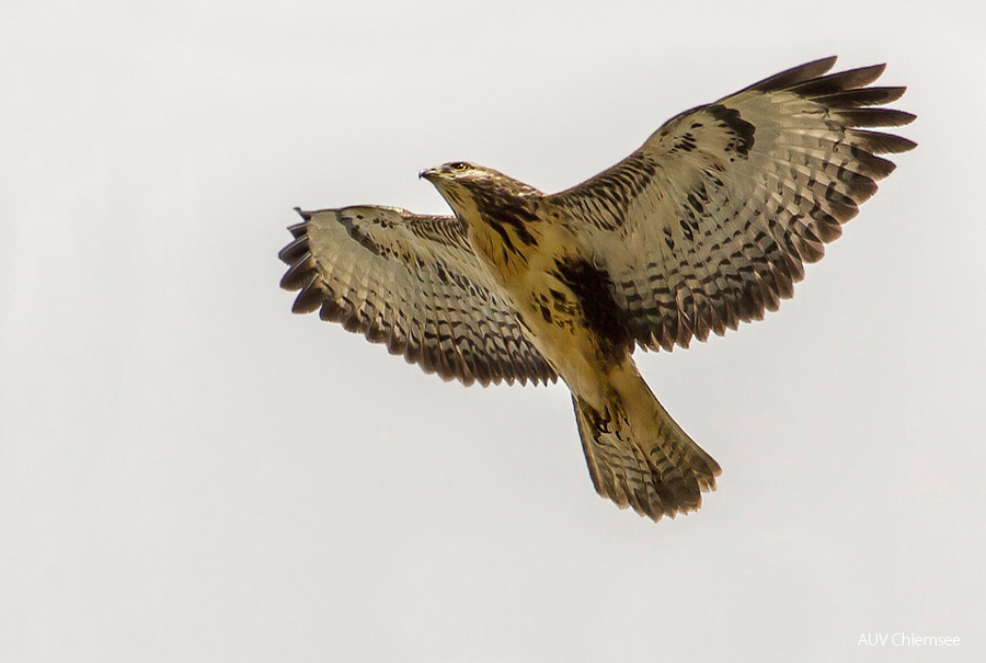 Mäusebussard