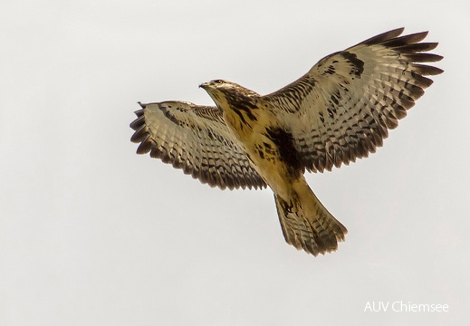 Mäusebussard