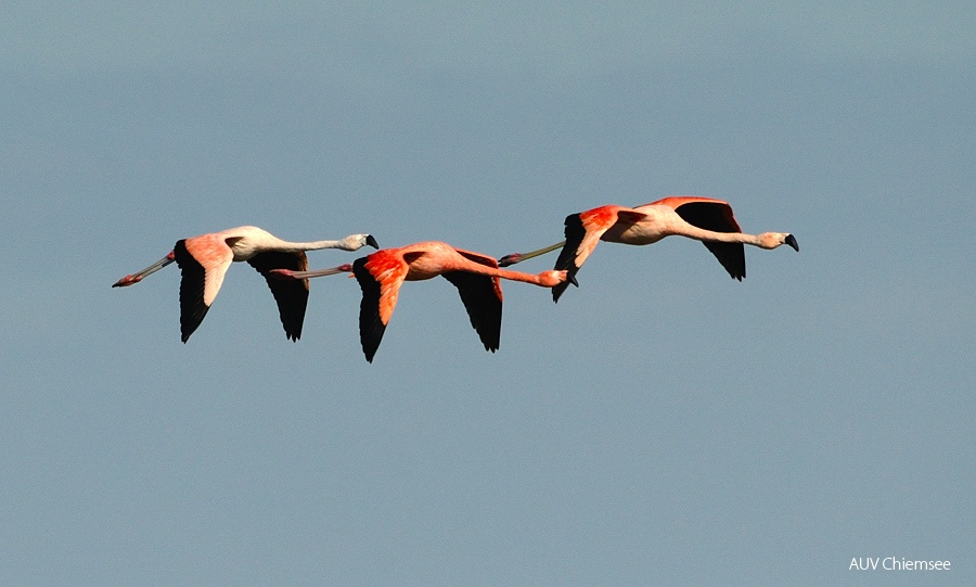 3 Flamingos