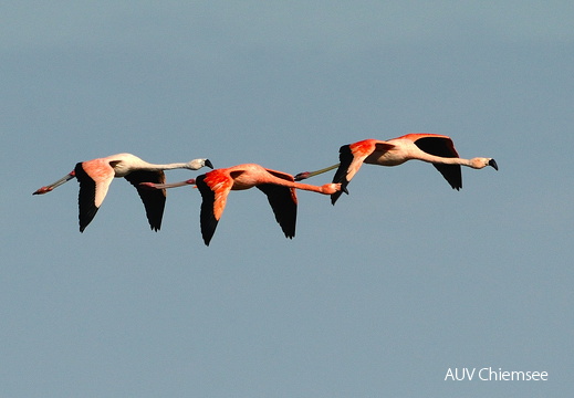 3 Flamingos