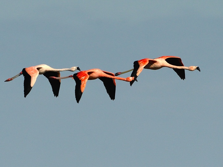 3 Flamingos