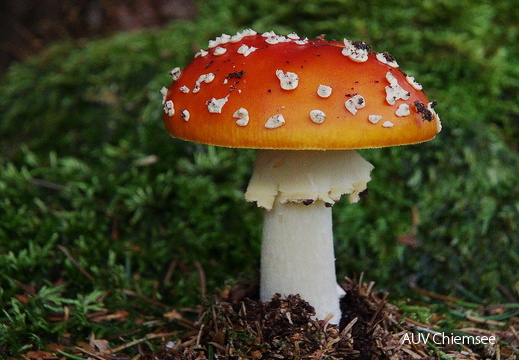 Fliegenpilz  ...