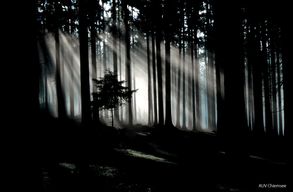 'Lichtstraßen' im Wald