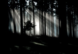 'Lichtstraßen' im Wald