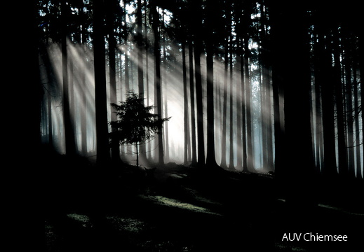 'Lichtstraßen' im Wald