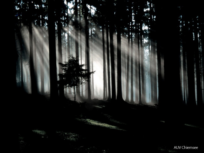 'Lichtstraßen' im Wald