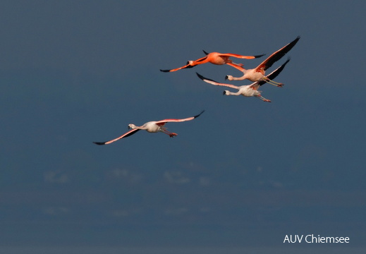 Flamingos
