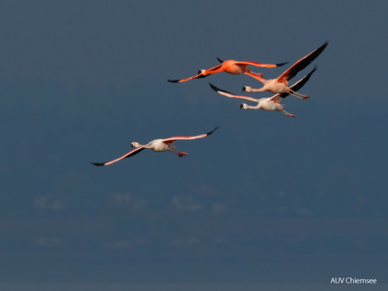 Flamingos