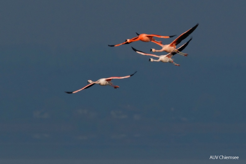 AktNatBeo-121115-mm-Flamingos_01_Manitz.jpg