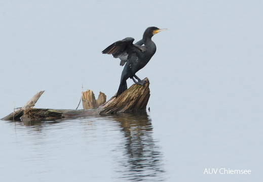 Kormoran