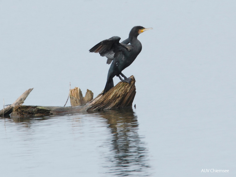 Kormoran