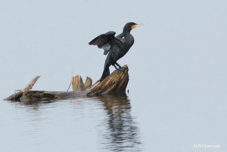 AktNatBeo-121115-mm-Kormoran_Manitz.jpg